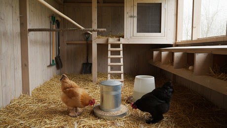 Hoe richt je een kippenhok praktisch in?